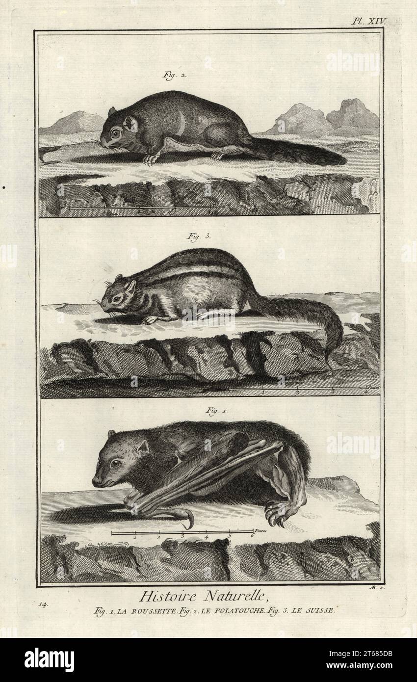 Madagascan rousette bat, Rousettus madagascariensis, Siberian flying squirrel, Pteromys volans, and eastern chipmunk, Tamias striatus. La rourrette, le polatouche, le suisse. Copperplate engraving by Antonio Baratti after Francois-Nicolas Martinet from Denis Diderot and Jean le Rond dAlemberts Encyclopedie, Histoire Naturelle (Encyclopedia: Natural History), Livourne, 1774. Francois-Nicolas Martinet (1731-1800) was a French draftsman and engraver. Stock Photo