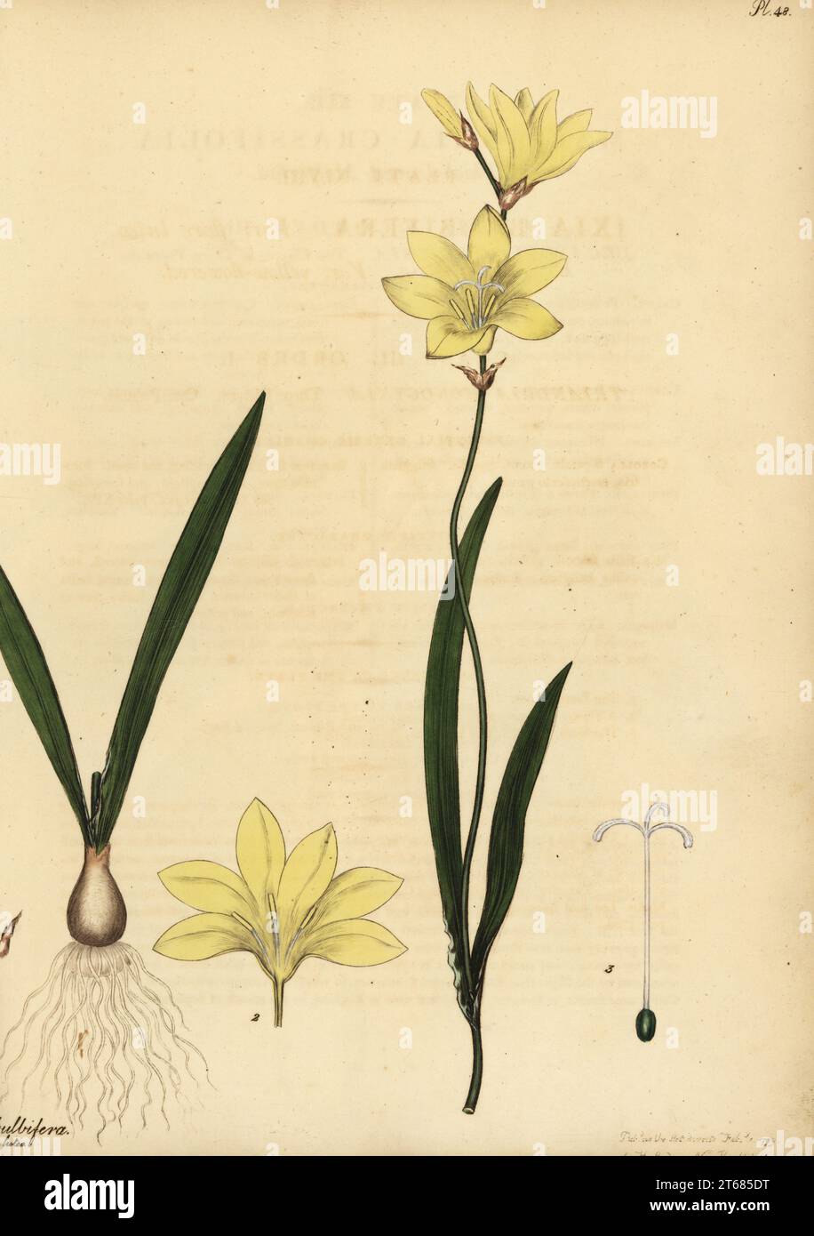Harlequin flower, Sparaxis bulbifera. Bulb-bearing ixia, var. yellow flowered, Ixia bulbifera var. flore luteo. Copperplate engraving drawn, engraved and hand-coloured by Henry Andrews from his Botanical Register, Volume 1, published in London, 1799. Stock Photo