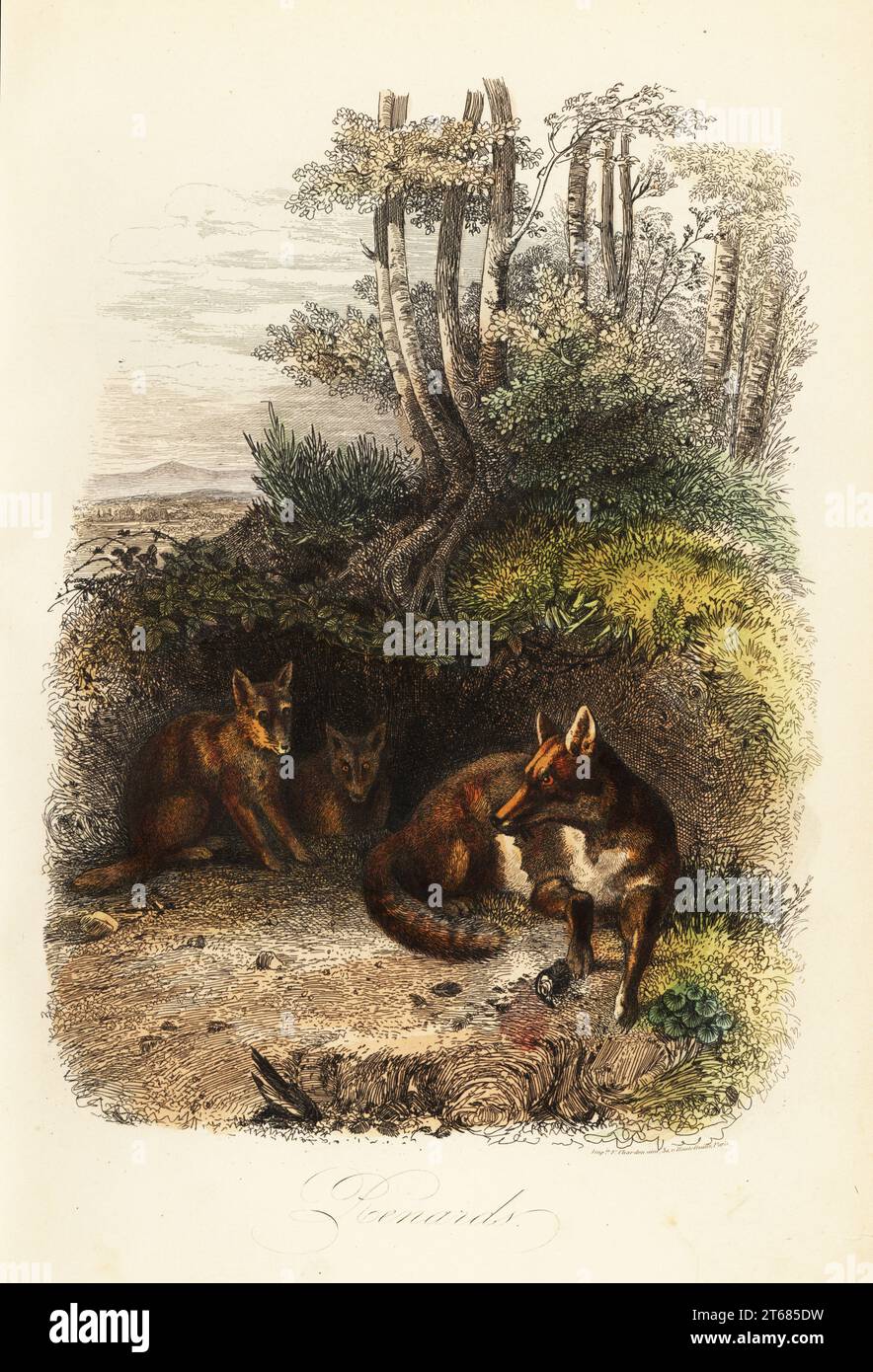 Family of red foxes, Vulpes vulpes, outside a den. Handcoloured steel engraving after an illustration by Jacques Raymond Brascassat from Felix-Edouard Guerin-Meneville's Dictionnaire Pittoresque d'Histoire Naturelle, 1834-39. Handcoloured steel engraving printed by F. Chardon from Achille Comtes Musee dHistoire Naturelle, Museum of Natural History, Gustave Hazard, Paris, 1854. Stock Photo