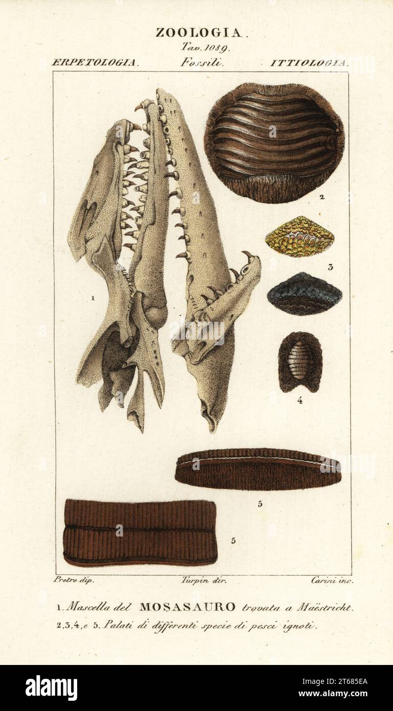 Fossil skull of an extinct Mososaurus found at Maastricht 1, and palates of extinct fish 2-5. Mascella del Mososauro trovata a Maestricht, Palati di differenti specie di pesci ignoti. Handcoloured copperplate stipple engraving from Antoine Laurent de Jussieu's Dizionario delle Scienze Naturali, Dictionary of Natural Science, Florence, Italy, 1837. Illustration engraved by Carini, drawn by Jean Gabriel Pretre and directed by Pierre Jean-Francois Turpin, and published by Batelli e Figli. Turpin (1775-1840) is considered one of the greatest French botanical illustrators of the 19th century. Stock Photo