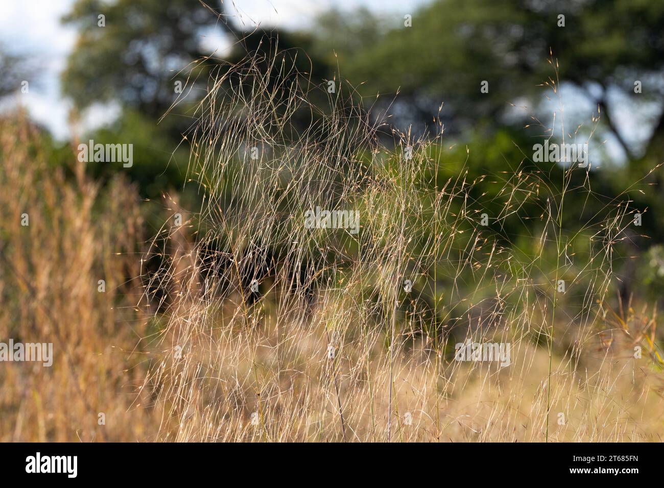 At the end of the rainy season the grasses of the bushveld have dropped their seeds and are dying back. This Three-awned Grass has dropped of the seed Stock Photo