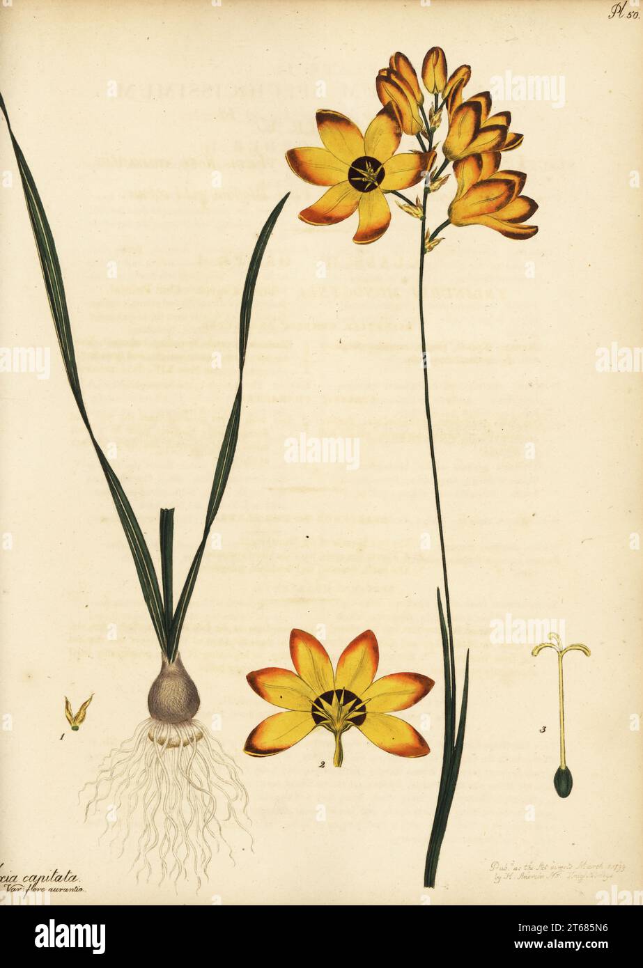 Spotted African corn lily, Ixia maculata. Frieskalossie, South Africa. Bunch-flowering ixia, var. blossom gold colour, Ixia capitata var. flore aurantia. Copperplate engraving drawn, engraved and hand-coloured by Henry Andrews from his Botanical Register, Volume 1, published in London, 1799. Stock Photo
