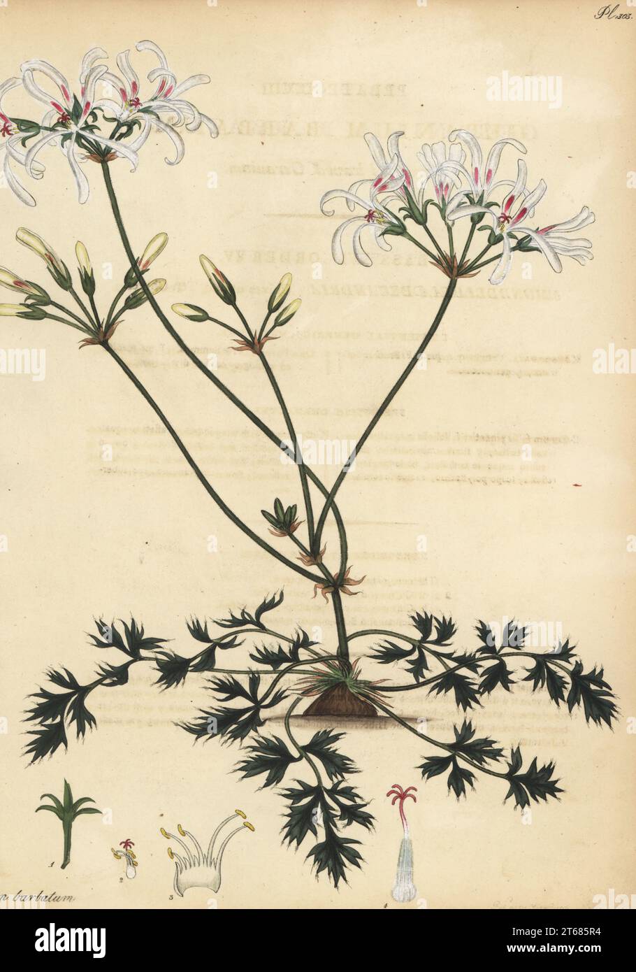 Pelargonium barbatum. Bearded-leaved geranium, Geranium barbatum. From the Cape of Good Hope, South Africa, in the George Hibbert collection. Copperplate engraving drawn, engraved and hand-coloured by Henry Andrews from his Botanical Register, Volume 5, self-published in Knightsbridge, London, 1803. Stock Photo