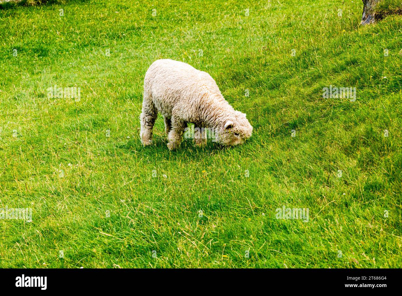 Sheep grazing in New Zealand paddock Stock Photo