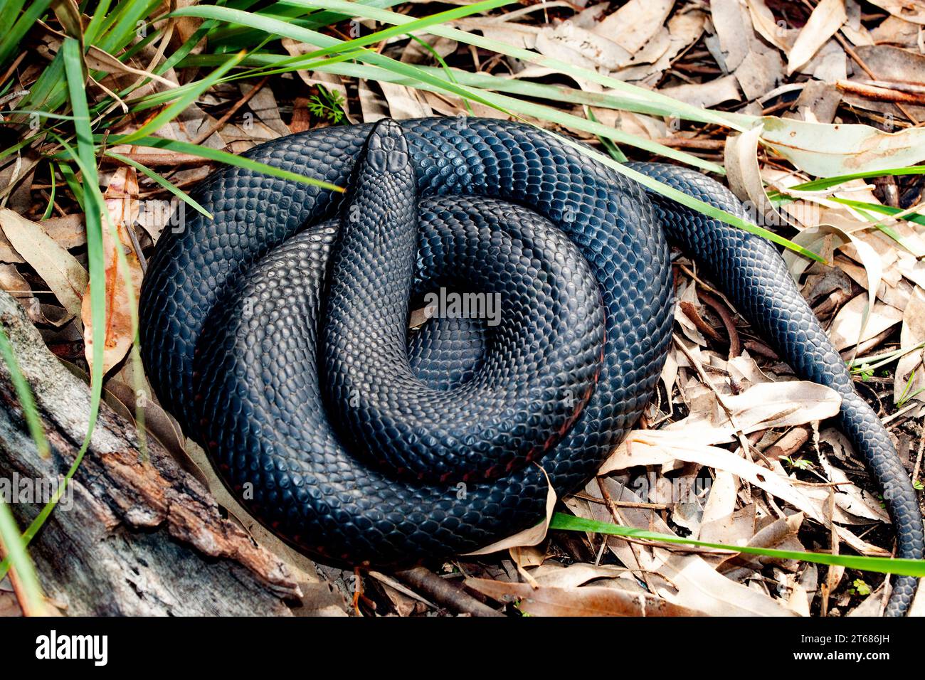 The red-bellied black snake (Pseudechis porphyriacus) is a species of venomous snake in the family Elapidae, indigenous to Australia. Stock Photo