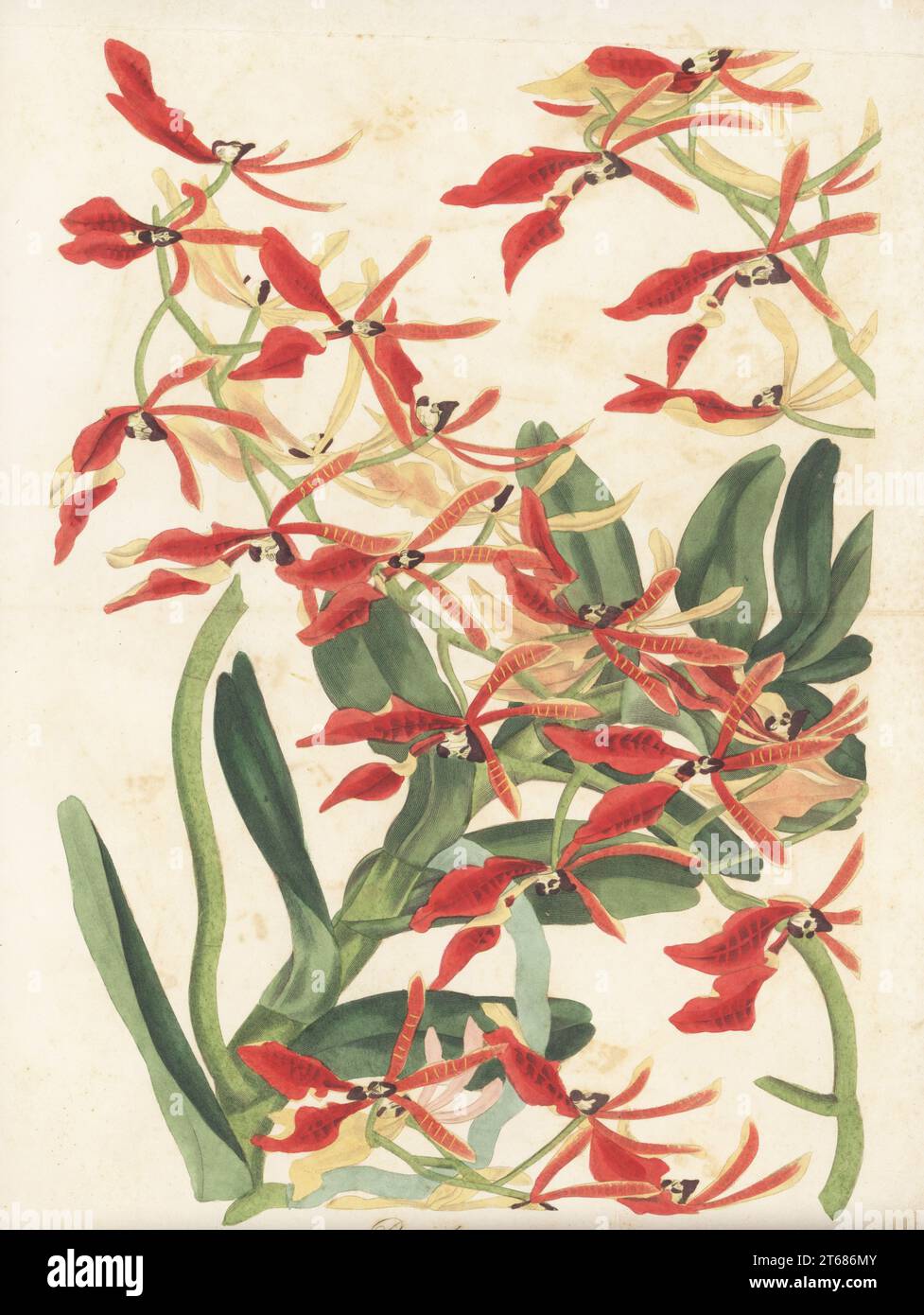 Renanthera coccinea orchid. Chinese scarlet-flowered air plant, Renanthera coccinea. Native from China to Indochina, found growing on trees in the woods in Cochin China. Handcoloured engraving by Frederick William Smith after a botanical illustration by Samuel Holden from Joseph Paxtons Magazine of Botany, and Register of Flowering Plants, Volume 4, Orr and Smith, London, 1837. Stock Photo