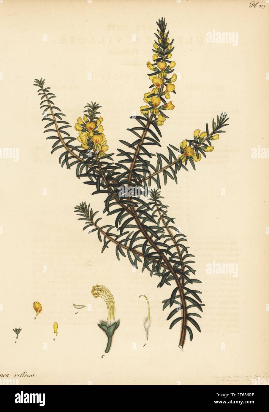 Hairy bush-pea or hairy pultenaea, Pultenaea villosa. From New Holland, Australia, in the Hammersmith Nursery of Lee and Kennedy. Copperplate engraving drawn, engraved and hand-coloured by Henry Andrews from his Botanical Register, Volume 5, self-published in Knightsbridge, London, 1803. Stock Photo
