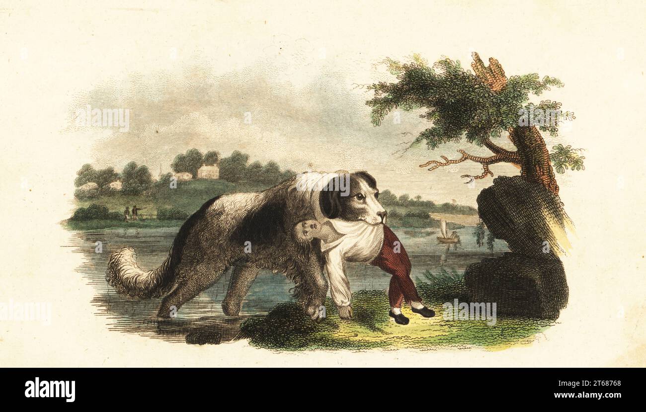 Newfoundland dog saving a boy from drowning in the River Tyne, England, 18th century. The dog has the boy in its mouth as it emerges on the river bank. Anecdote from Thomas Bewicks History of Quadrupeds, 1792. Handcoloured copperplate engraving from Reverend Thomas Smiths The Naturalists Cabinet, or Interesting Sketches of Animal History, Albion Press, James Cundee, London, 1806. Smith, fl. 1803-1818, was a writer and editor of books on natural history, religion, philosophy, ancient history and astronomy. Stock Photo