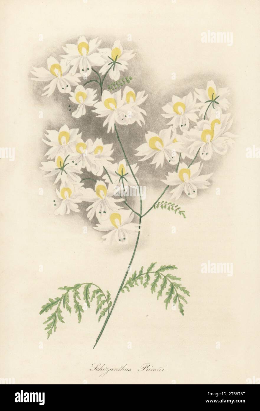 Small butterfly flower or poor man's orchid, Schizanthus pinnatus. Raised by Myles Priest, nurseryman of Reading. Priest's white-flowering schizanthus, Scizanthus priestii. Handcoloured engraving from Joseph Paxtons Magazine of Botany, and Register of Flowering Plants, Volume 1, Orr and Smith, London, 1834. Stock Photo