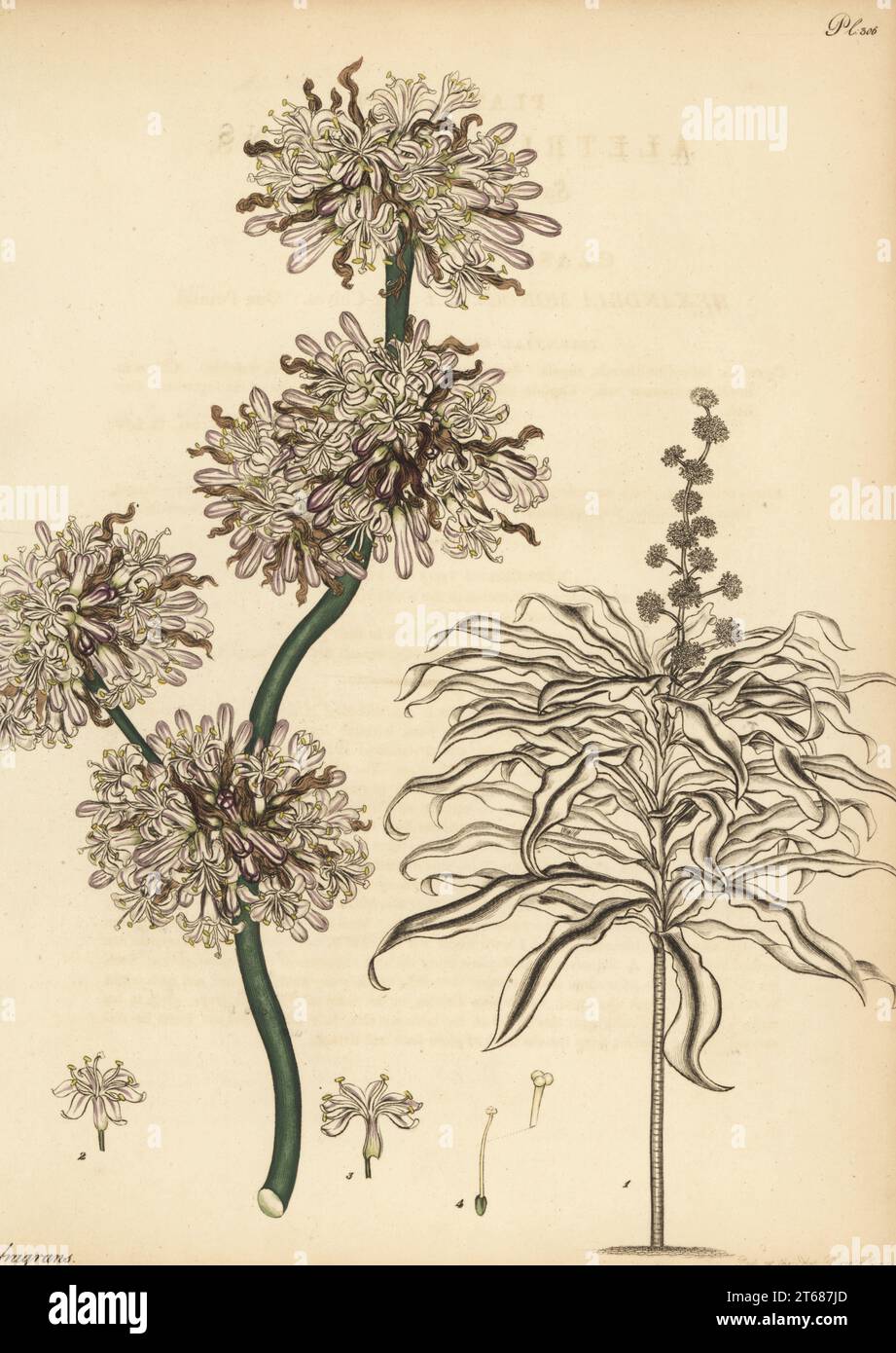 Corn plant, Dracaena fragrans. Sweet-scented aletris, Aletris fragrans. From Africa, in the collection of James Vere of Kensington Gore. Copperplate engraving drawn, engraved and hand-coloured by Henry Andrews from his Botanical Register, Volume 5, self-published in Knightsbridge, London, 1803. Stock Photo