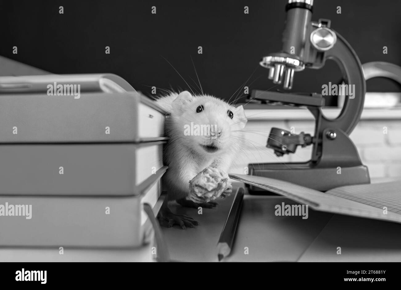 Laboratory rat. Funny white rat mouse in classroom. White test rat