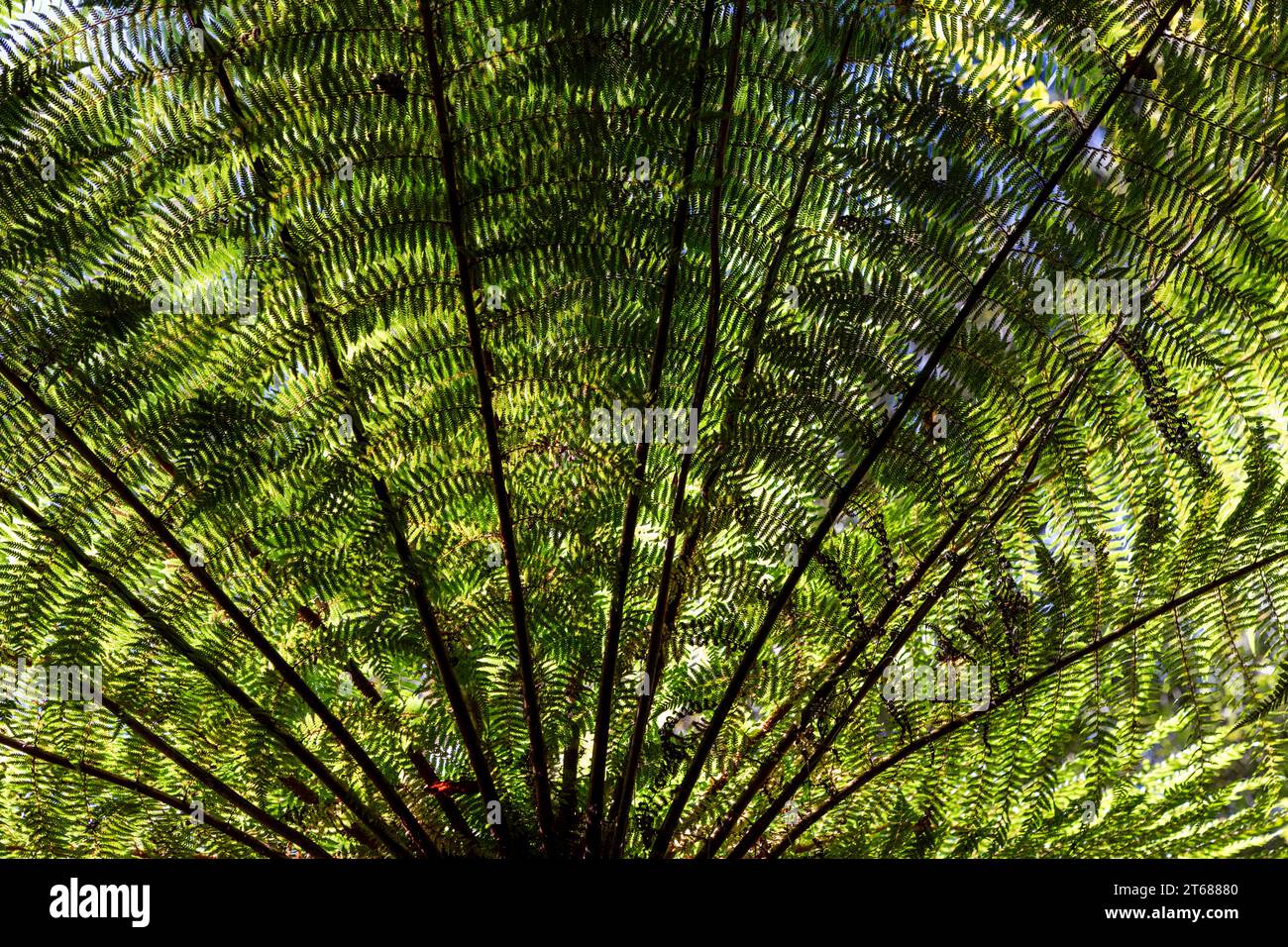 The tree ferns are arborescent (tree-like) ferns that grow with a trunk elevating the fronds above ground level, making them trees. Many extant tree f Stock Photo