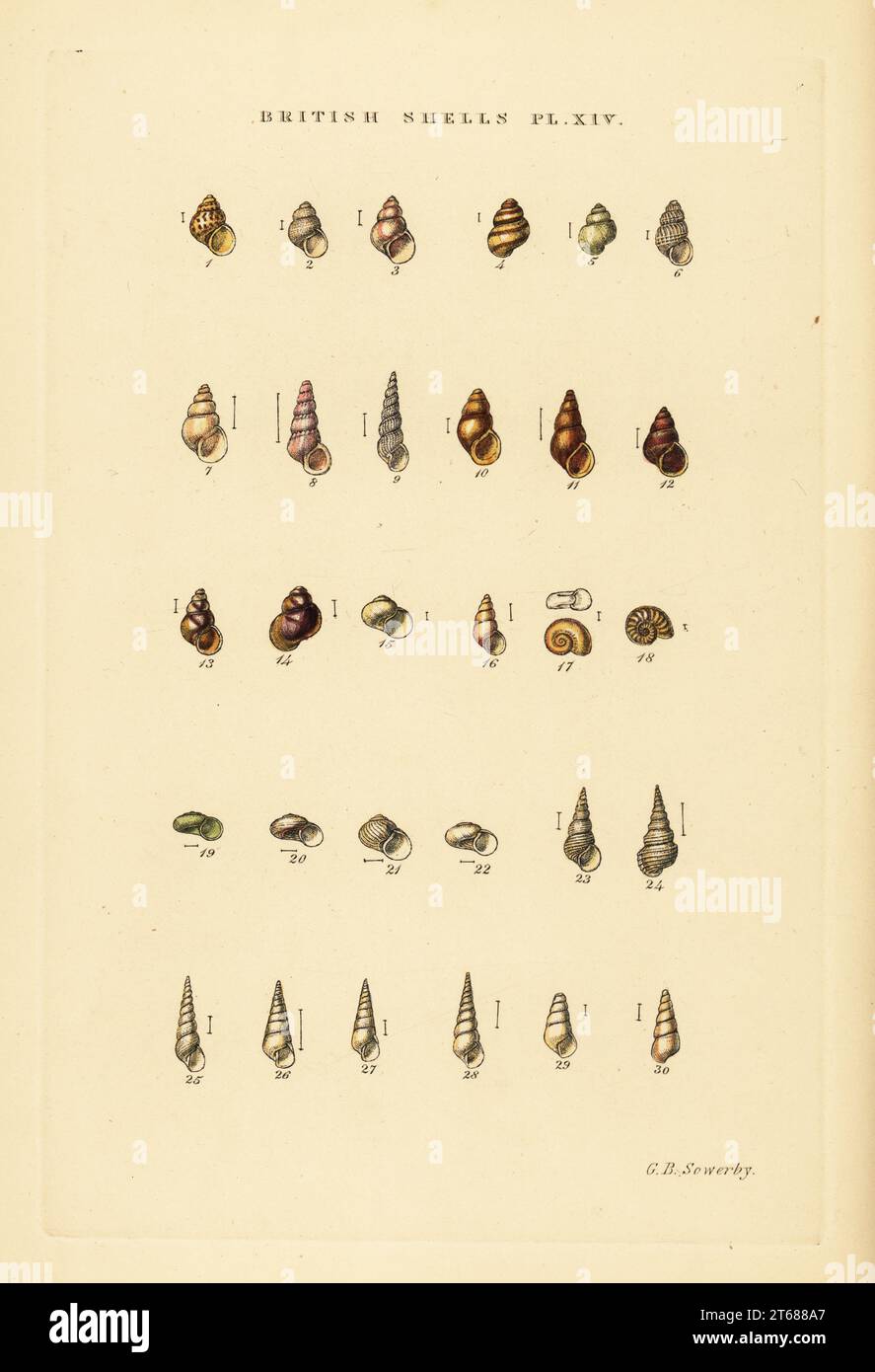 Minute sea shell varieties, Rissoa, Jeffreysia, Aclis, etc. Handcoloured copperplate engraving by George Brettingham Sowerby from his own Illustrated Index of British Shells, Sowerby and Simpkin, Marshall & Co., London, 1859. George Brettingham Sowerby II (1812-1884), British naturalist, illustrator, and conchologist. . Stock Photo