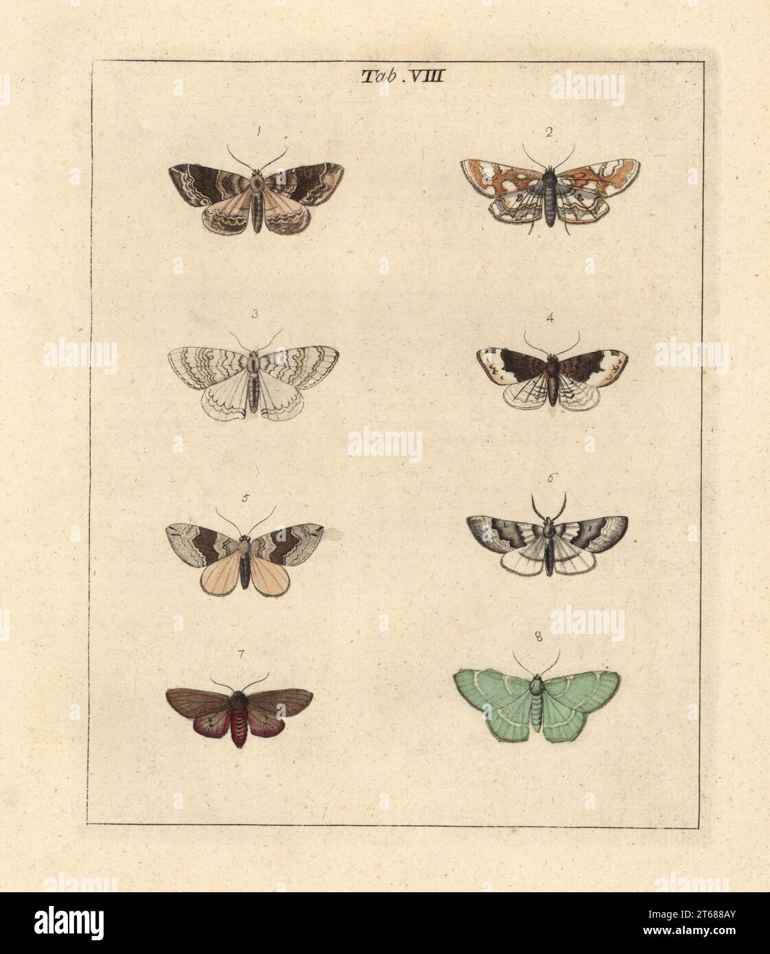 Clouded carpet or phoenix, Eulithis prunata 1, brown China-mark, Elophila nymphaeata 2, grey waved 3, short-cloak carpet, Euphyia biangulata 4, chocolate bar 5, unnamed 6,7, and small emerald, Hemistola chrysoprasaria 8. Handcoloured copperplate engraving drawn and engraved by Moses Harris from his own Exposition of English Insects, Including the several Classes of Neuroptera, Hymenoptera, Diptera, or Bees, Flies and Libellulae, White and Robson, London, 1782. Stock Photo