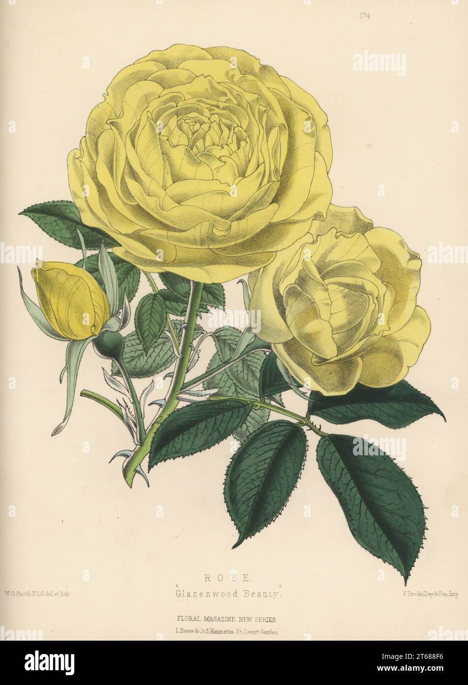 Yellow hybrid rose, Glazenwood Beauty. Japanese briar rose raised by Lewis Woodthorpe at Glazenwood Nursery, Essex. Handcolored botanical illustration drawn and lithographed by Worthington George Smith from Henry Honywood Dombrain's Floral Magazine, New Series, Volume 4, L. Reeve, London, 1875. Lithograph printed by Vincent Brooks, Day & Son. Stock Photo