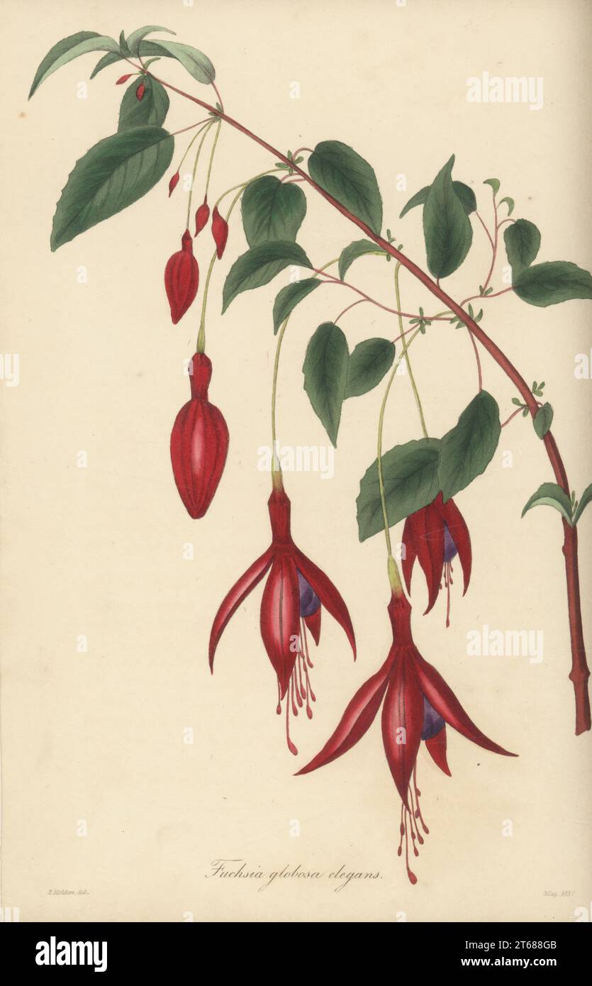 Hummingbird fuchsia or hardy fuchsia, Fuchsia magellanica. Native to southern South America. Elegant globe-flowered fuchsia, Fuchsia globosa elegans. Handcoloured engraving after a botanical illustration by Samuel Holden from Joseph Paxtons Magazine of Botany, and Register of Flowering Plants, Volume 4, Orr and Smith, London, 1837. Stock Photo
