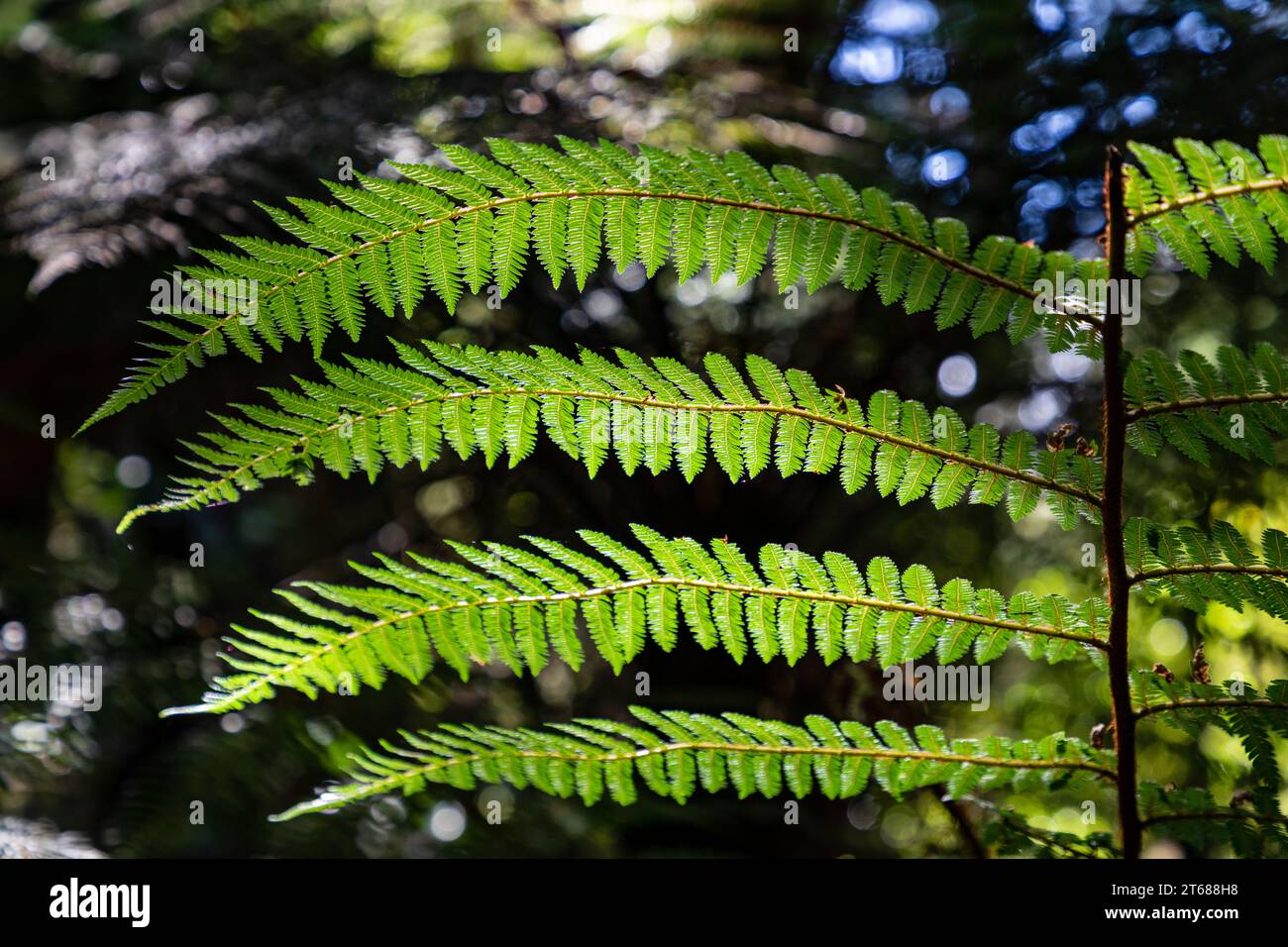 The tree ferns are arborescent (treelike) ferns that grow with a trunk