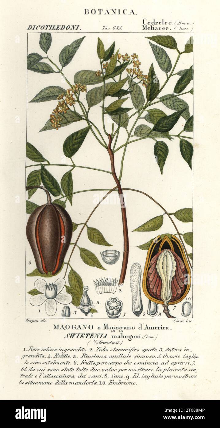 American mahogany or Cuban mahogany, Swietenia mahagoni. Critically endangered. Maogano or Magogano dAmerica. Handcoloured copperplate stipple engraving from Antoine Laurent de Jussieu's Dizionario delle Scienze Naturali, Dictionary of Natural Science, Florence, Italy, 1837. Illustration engraved by Corsi, drawn and directed by Pierre Jean-Francois Turpin, and published by Batelli e Figli. Turpin (1775-1840) is considered one of the greatest French botanical illustrators of the 19th century. Stock Photo