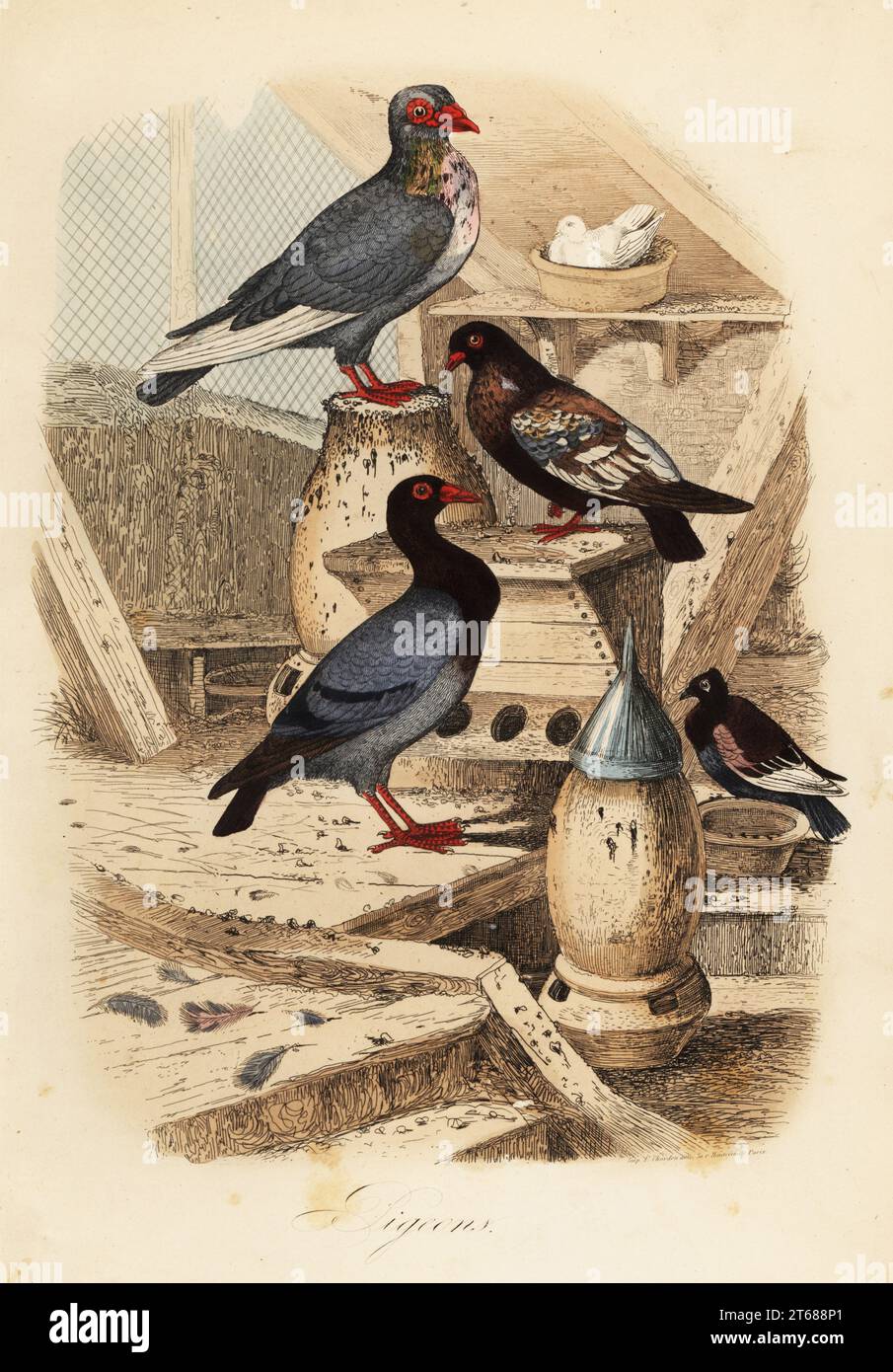 Pigeon Columba livia breeds: Pigeon turc ordinaire, bai dore suisse, bagadais batard. Copied from an lustration by Adolph Fries in Felix-Edouard Guerin-Meneville's Dictionnaire Pittoresque d'Histoire Naturelle. Handcoloured steel engraving printed by F. Chardon from Achille Comtes Musee dHistoire Naturelle, Museum of Natural History, Gustave Hazard, Paris, 1854. Stock Photo