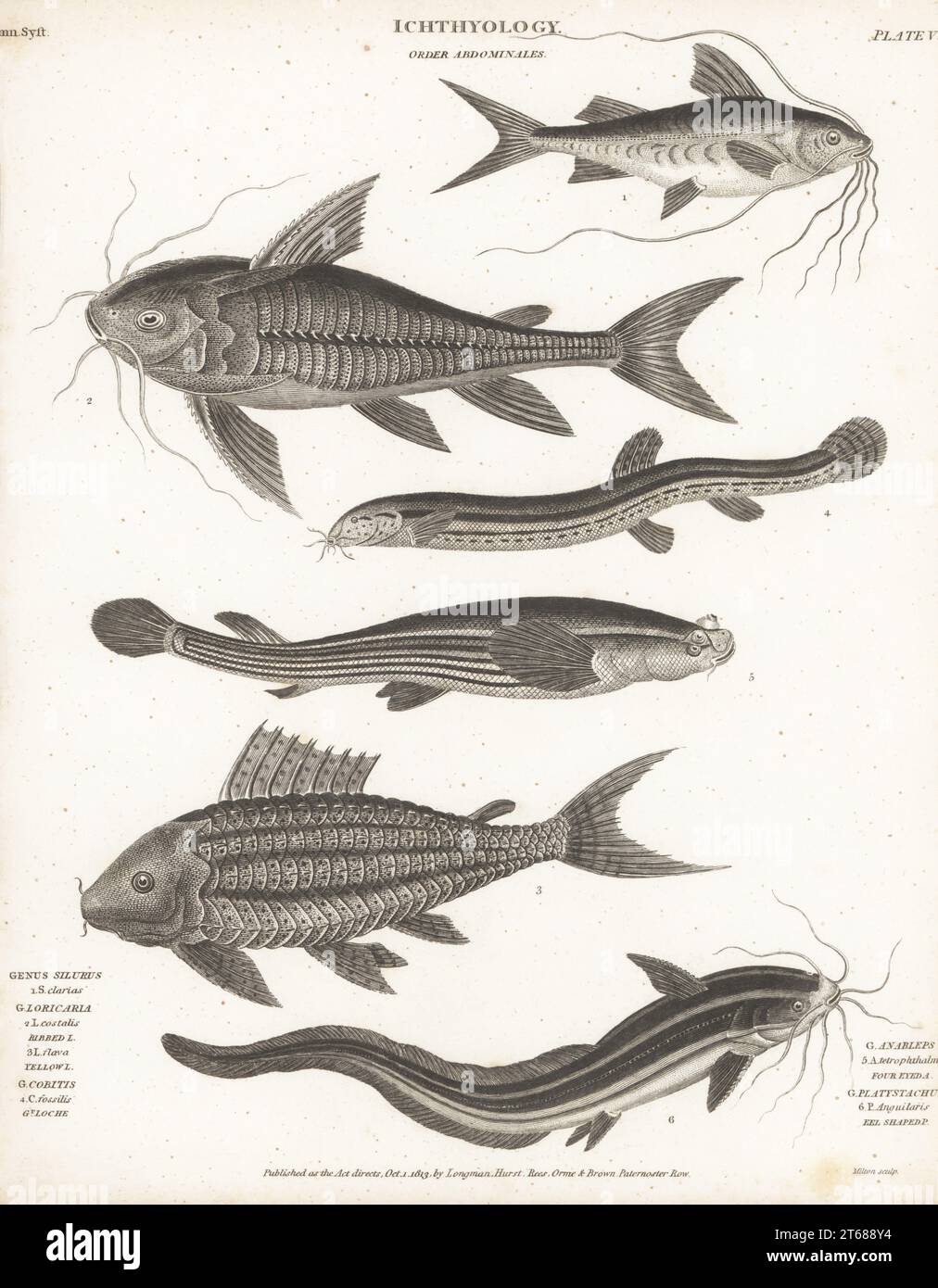Bloch's catfish, Pimelodus blochii 1, Raphael catfish, Platydoras costatus 2, suckermouth catfish, Hypostomus plecostomus 3, weatherfish, Misgurnus fossilis 4, largescale four-eyes, Anableps anableps 5, and striped eel catfish, Plotosus lineatus 6. Copperplate engraving by Thomas Milton from Abraham Rees' Cyclopedia or Universal Dictionary of Arts, Sciences and Literature, Longman, Hurst, Rees, Orme and Brown, Paternoster Row, London, October 1, 1813. Stock Photo