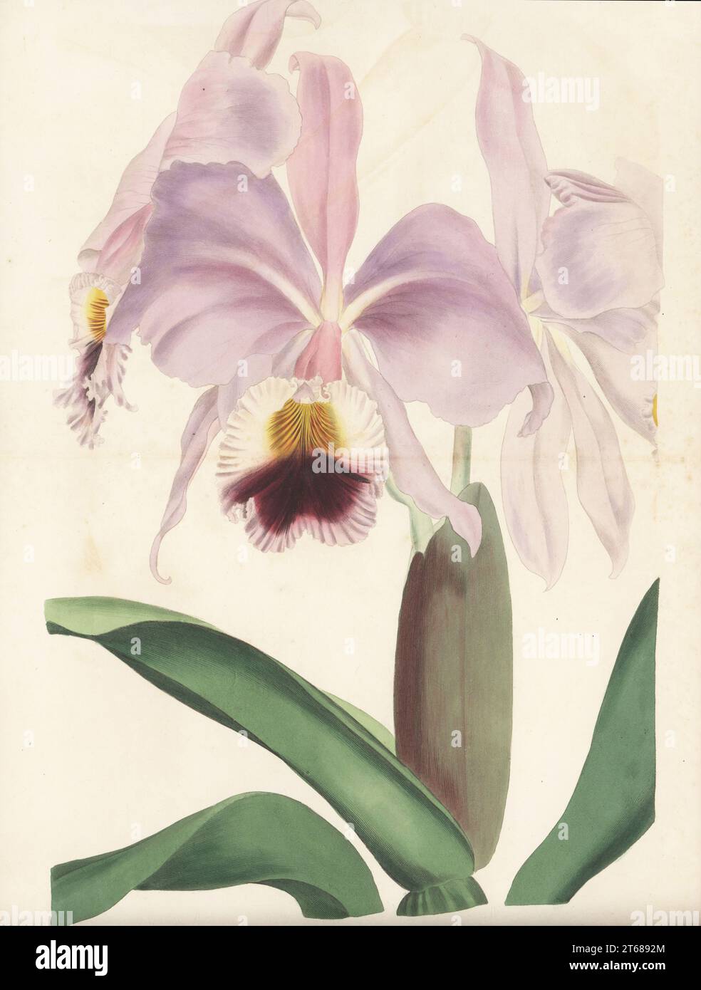 Crimson cattleya, ruby-lipped cattleya or crimson-lipped cattleya orchid, Cattleya labiata. Imported from Brazil by English ornithologist and artist William Swainson in 1818. Handcoloured engraving after a botanical illustration by Samuel Holden from Joseph Paxtons Magazine of Botany, and Register of Flowering Plants, Volume 4, Orr and Smith, London, 1837. Stock Photo