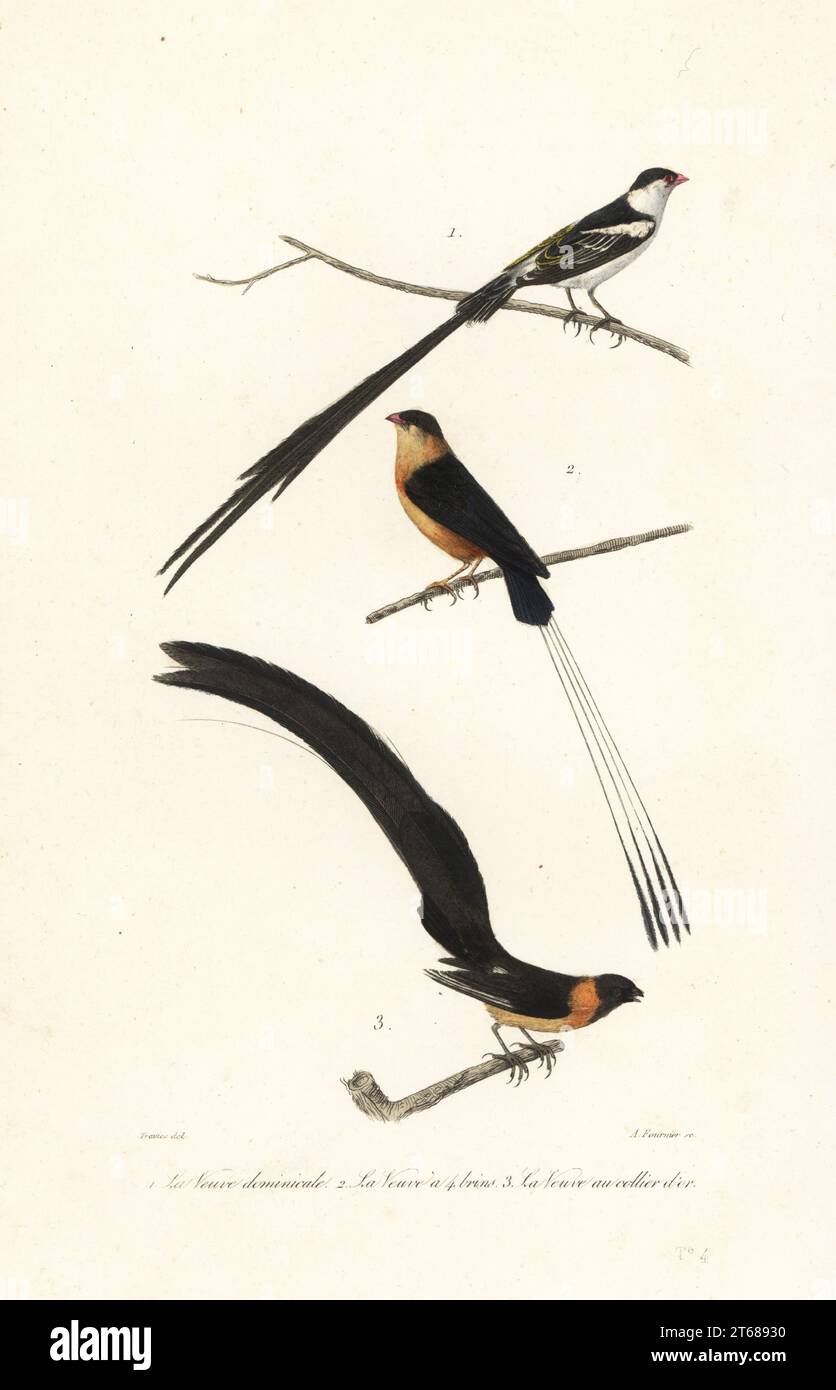Pin-tailed whydah, Vidua macroura 1, shaft-tailed whydah, Vidua regia 2, and long-tailed paradise whydah, Vidua paradisaea 3. La veuve dominicaine, la veuve a quatre brins, la veuve au collier d'or. Handcoloured steel engraving by A. Fournier after an illustration by Edouard Travies from Achille Richard's Oeuvres Completes de Buffon, Pourrat Freres, Paris, 1839. Stock Photo