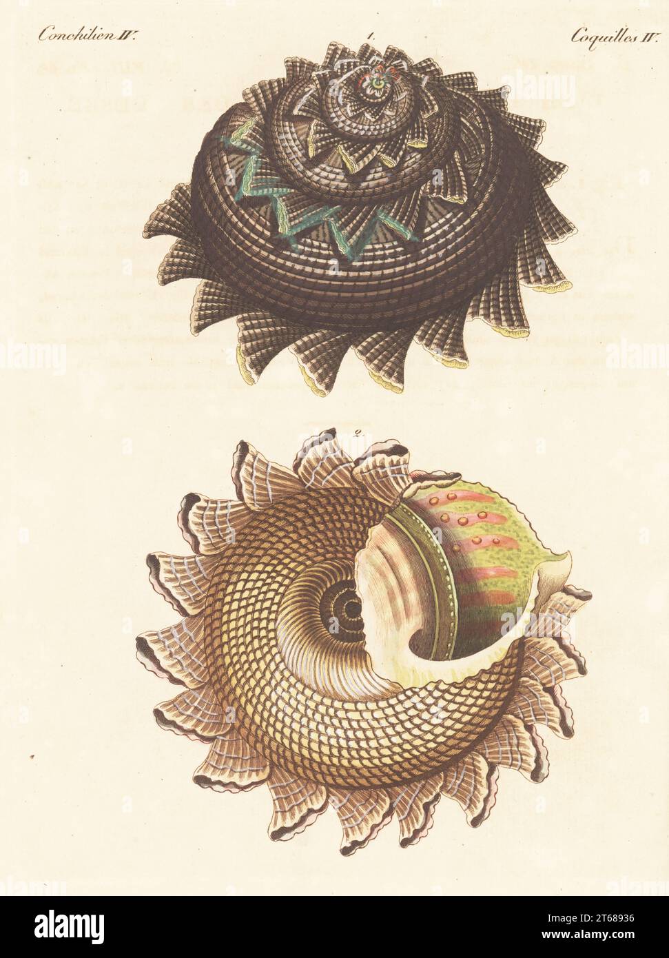 Sunburst star turban or the circular saw shell, Astraea heliotropium, dorsal 1, ventral 2. Large sea snail, marine gastropod mollusc. Le soleil imperial ou l'eperon royal, Trochus imperialis. Handcoloured copperplate engraving from Carl Bertuch's Bilderbuch fur Kinder (Picture Book for Children), Weimar, 1815. A 12-volume encyclopedia for children illustrated with almost 1,200 engraved plates on natural history, science, costume, mythology, etc., published from 1790-1830. Stock Photo