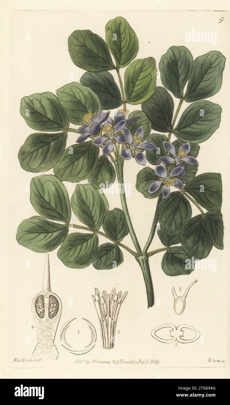 Common lignum vitae, roughbark lignum-vitae, guaiacwood or gaïacwood, Guaiacum officinale. Endangered. Handcoloured copperplate engraving by R. Scott after a botanical illustration by Sarah Drake from Edwards Botanical Register, edited by John Lindley, published by James Ridgway, London, 1839. Stock Photo