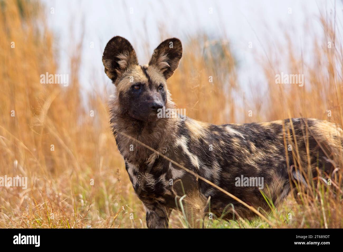 African wild dog in the bush looking to the side. Stock Photo