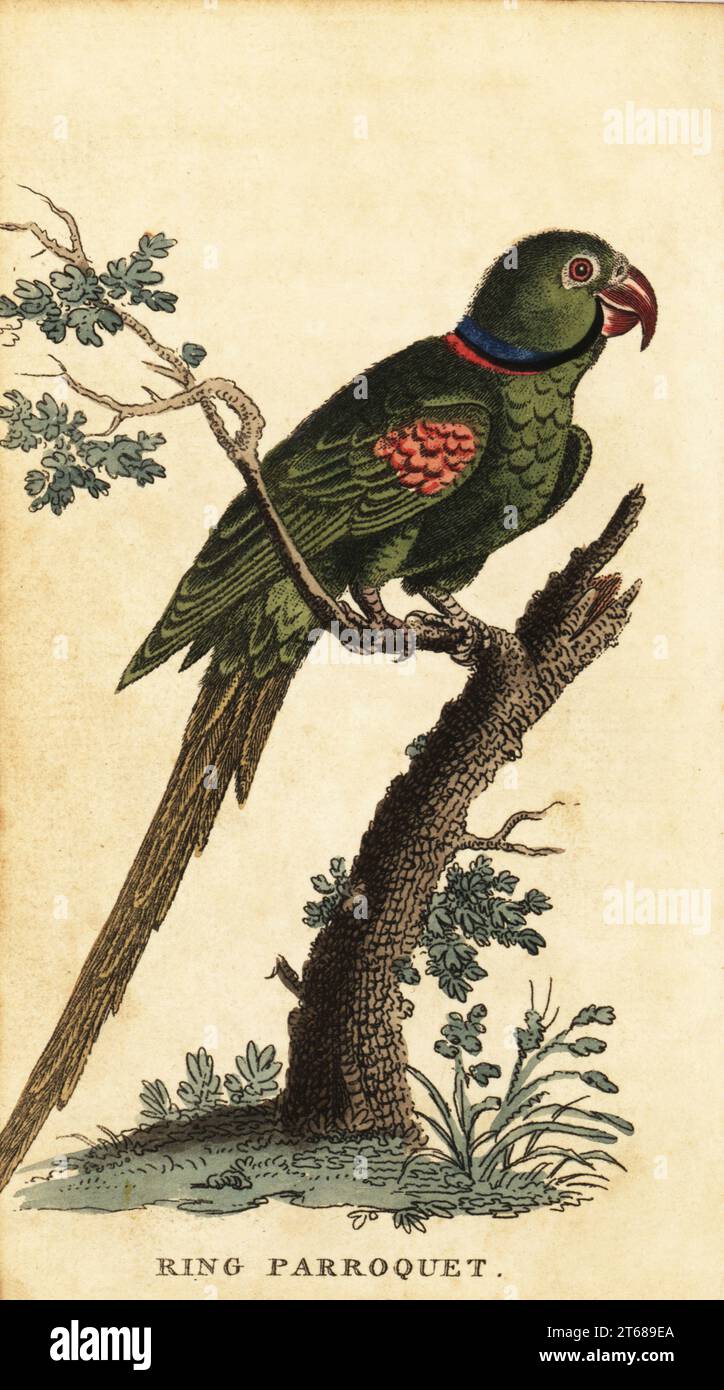 Alexandrine parakeet, Psittacula eupatria. Ring parroquet, Psittacus alexandri. Handcolored copperplate engraving after an illustration by from The Naturalists Pocket Magazine, Harrison, Fleet Street, London, 1800. Stock Photo