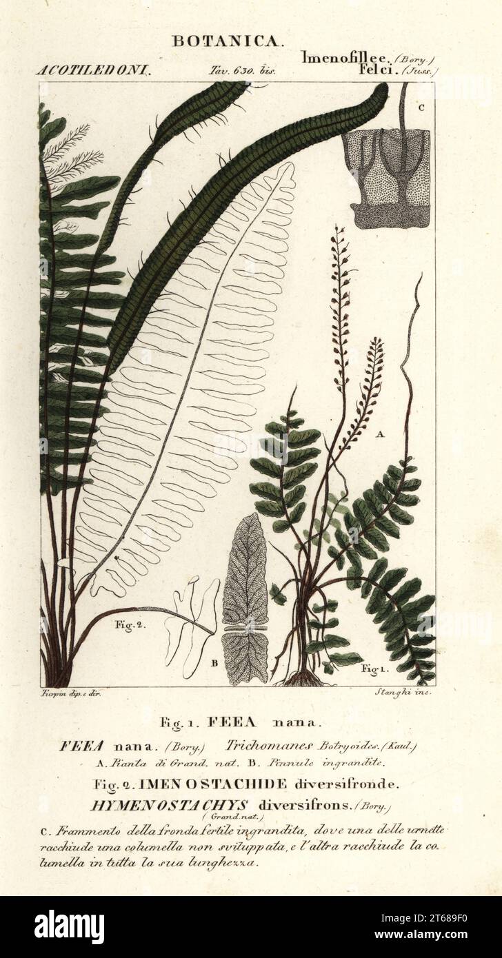 Bristle fern, Trichomanes botryoides, Feea nana, Imenostachide diversifronde, Hymenostachys diversifrons. Handcoloured copperplate stipple engraving from Antoine Laurent de Jussieu's Dizionario delle Scienze Naturali, Dictionary of Natural Science, Florence, Italy, 1837. Illustration engraved by Stanghi, drawn and directed by Pierre Jean-Francois Turpin, and published by Batelli e Figli. Turpin (1775-1840) is considered one of the greatest French botanical illustrators of the 19th century. Stock Photo