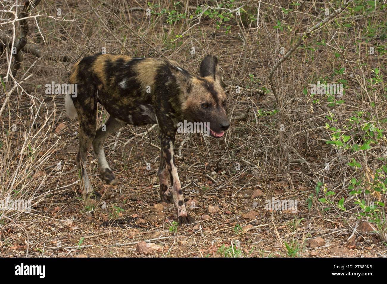 African wild dog walking in the bush Stock Photo