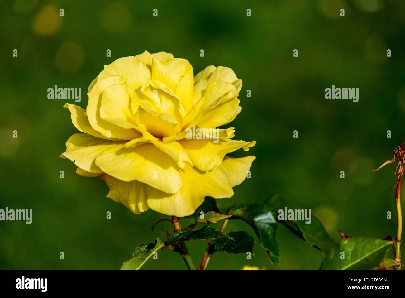 A rose is either a woody perennial flowering plant of the genus Rosa. There are over three hundred species and tens of thousands of cultivars. Stock Photo