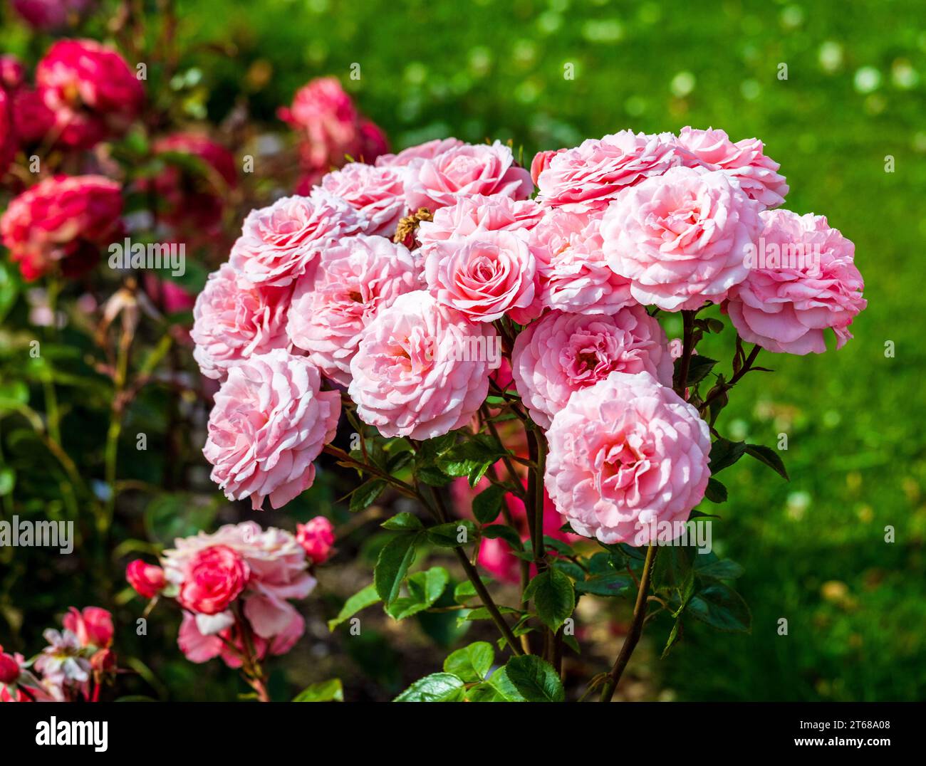 A rose is either a woody perennial flowering plant of the genus Rosa