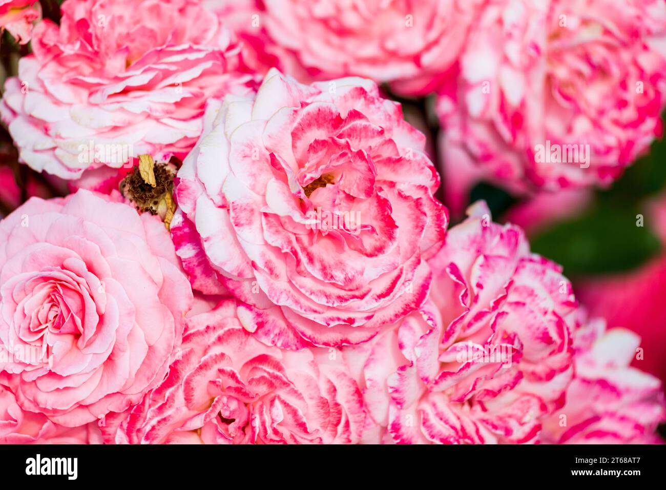 A rose is either a woody perennial flowering plant of the genus Rosa