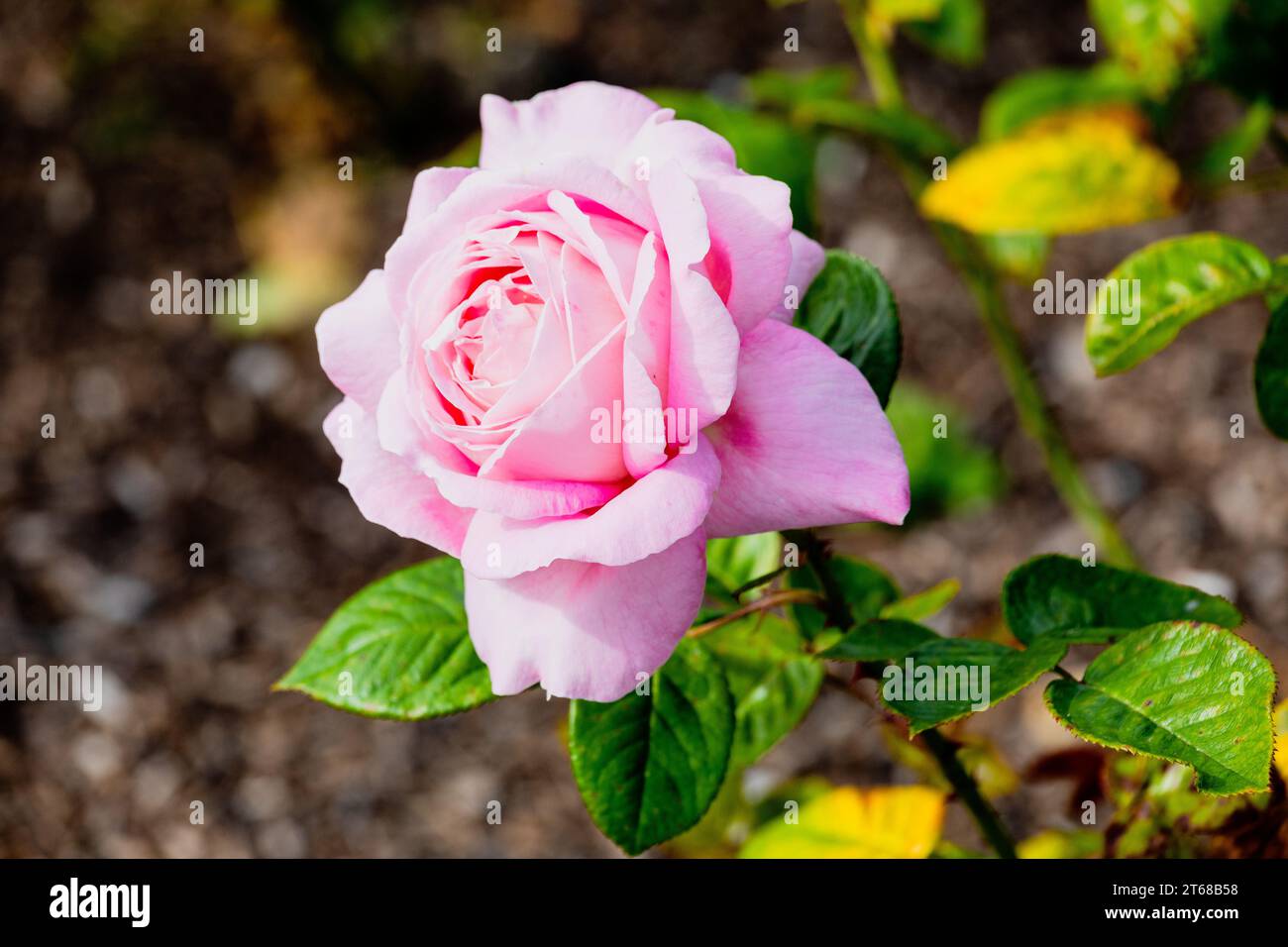 A rose is either a woody perennial flowering plant of the genus Rosa