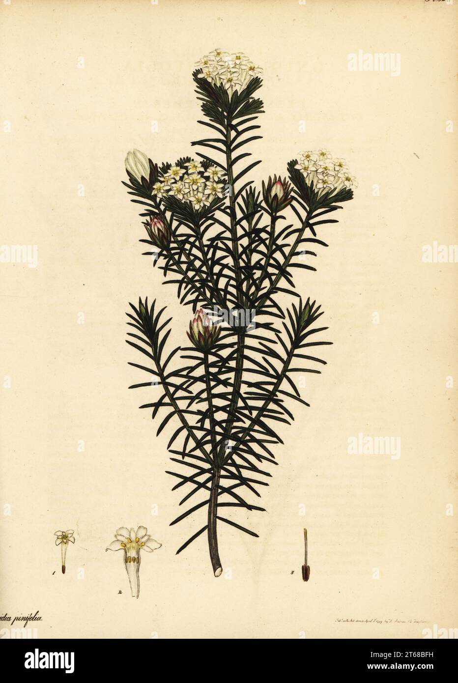 Pine-leaved saffron-bush, Gnidia pinifolia. Cape of Good Hope, South Africa. Pine-leaved gnidia, Gnidia pinifolia. Copperplate engraving drawn, engraved and hand-coloured by Henry Andrews from his Botanical Register, Volume 1, published in London, 1799. Stock Photo