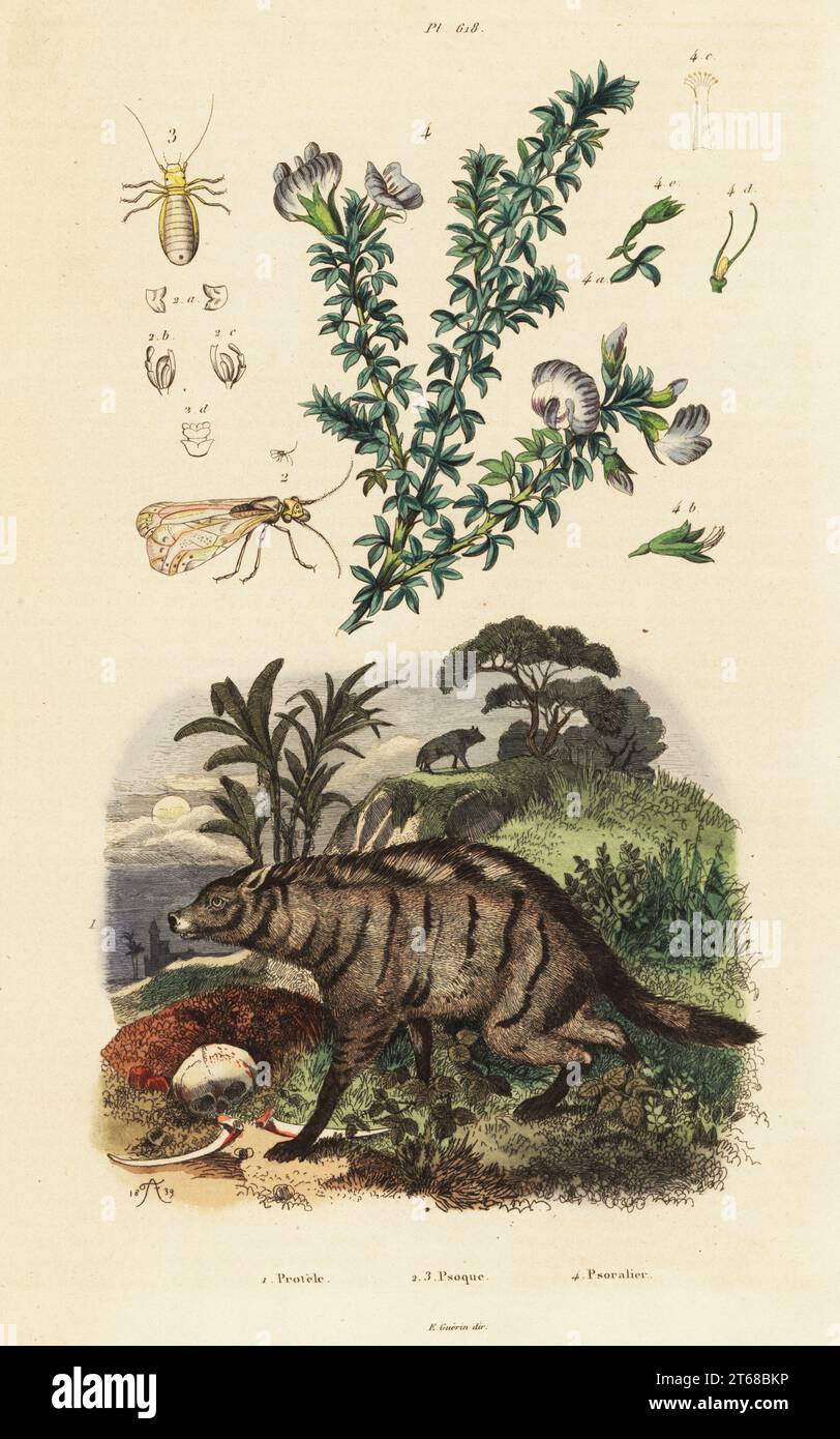 Aardwolf, Proteles cristata, Arabian pea, Bituminaria bituminosa, louse, Psocoptera species. Protele, Psoque, Psoralier. Handcoloured steel engraving by du Casse after an illustration by Adolph Fries from Felix-Edouard Guerin-Meneville's Dictionnaire Pittoresque d'Histoire Naturelle (Picturesque Dictionary of Natural History), Paris, 1834-39. . Stock Photo