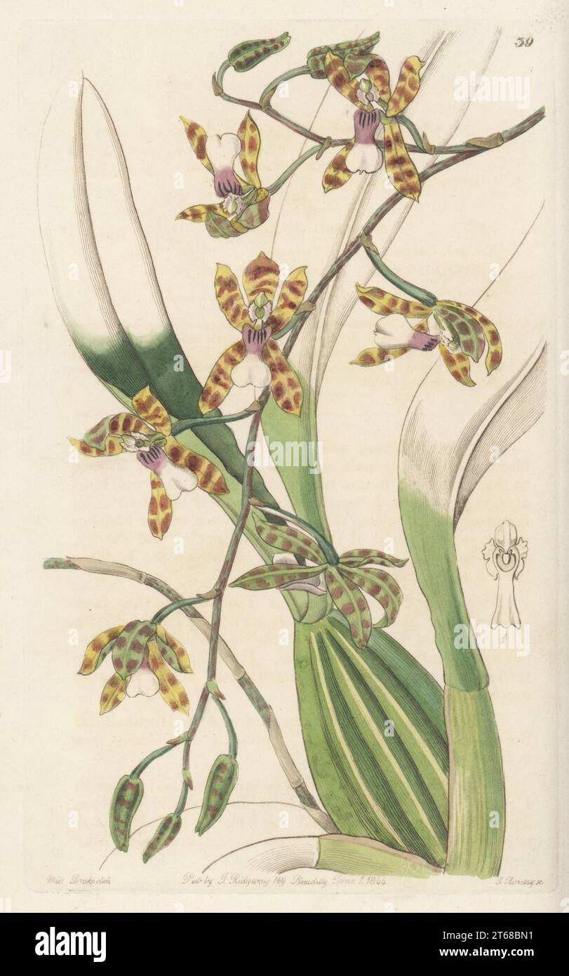 Oncidium laeve epiphytic orchid. Native to Mexico and Central America. Found by George Ure Skinner and Karl Theodor Hartweg in Guatemala. Flowered in the garden of the Horticultural Society. Smooth-lipped odontoglossum, Odontoglossum laeve. Handcoloured copperplate engraving by George Barclay after a botanical illustration by Sarah Drake from Edwards Botanical Register, continued by John Lindley, published by James Ridgway, London, 1844. Stock Photo