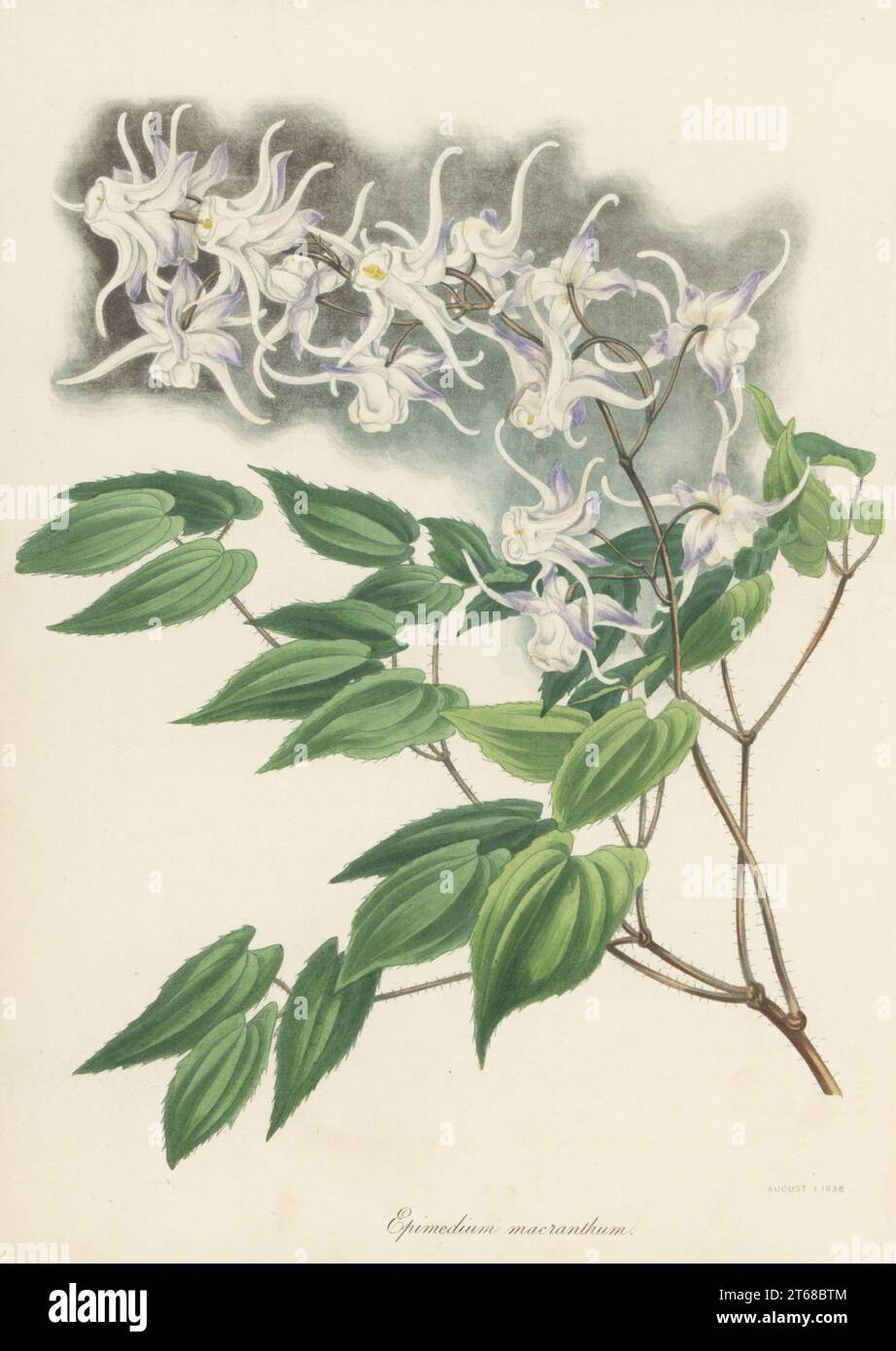 Large flowered barrenwort or bishop's hat, Epimedium grandiflorum. Native to Japan and Korea, introduced by German botanist Philipp Franz von Siebold. Large flowered barren-wort, Epimedium macranthum. Handcoloured lithograph from Joseph Paxtons Magazine of Botany, and Register of Flowering Plants, Volume 5, Orr and Smith, London, 1838. Stock Photo