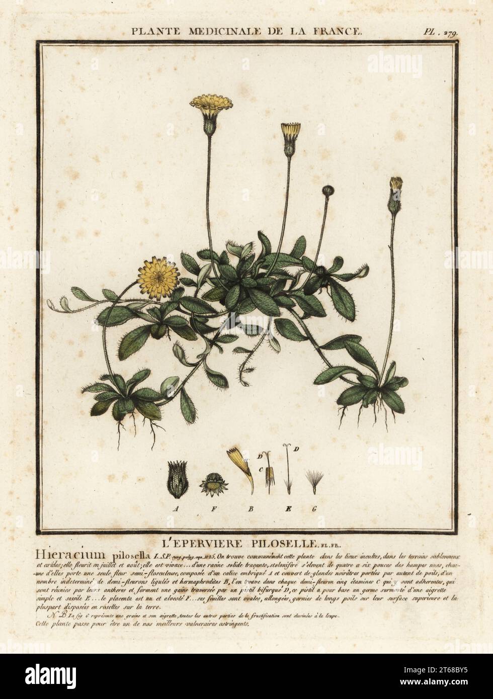 Mouse-ear hawkweed, Pilosella officinarum. Leperviere piloselle, Hieracium pilosella. Copperplate engraving printed in three colours by Pierre Bulliard from his Herbier de la France, ou collection complete des plantes indigenes de ce royaume, Didot jeune, Debure et Belin, 1780-1793. Stock Photo