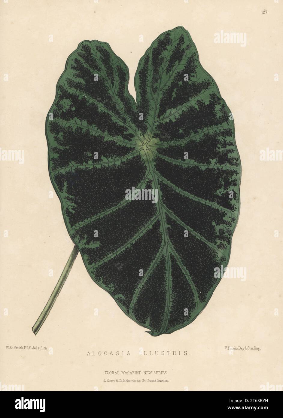 Taro, Colocasia esculenta. Imported from the East Indies by nurseryman William Bull, King's Road, Chelsea. As Alocasia illustris.Handcolored botanical illustration drawn and lithographed by Worthington George Smith from Henry Honywood Dombrain's Floral Magazine, New Series, Volume 3, L. Reeve, London, 1874. Lithograph printed by Vincent Brooks, Day & Son. Stock Photo