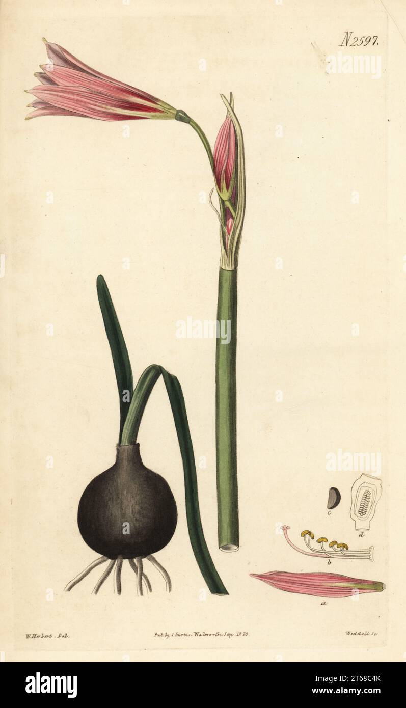 Oxblood lily, Rhodophiala bifida. Two-cleft habranthus, Habranthus bifidus. Native to Argentina, imported by Lord Carnarvon, drawn from a plant raised by gardener James Robert Gowen at Highclere Castle. Handcoloured copperplate engraving by Weddell after a botanical illustration by William Herbert from William Curtis's Botanical Magazine, Samuel Curtis, London, 1825. Stock Photo