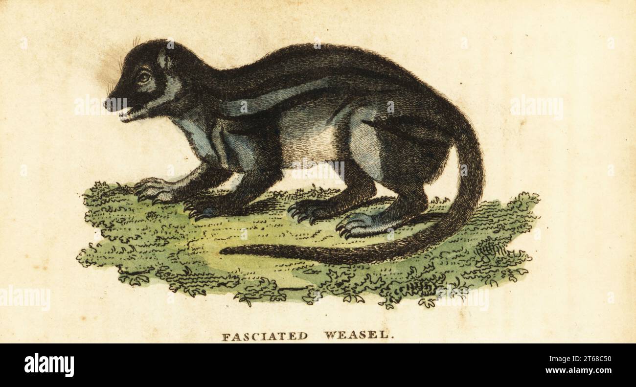 Broad-striped Malagasy mongoose, Galidictis fasciata. Fasciated weasel, Viverra fasciata. Handcolored copperplate engraving after an illustration by Pierre Sonnerat from The Naturalists Pocket Magazine, Harrison, Fleet Street, London, 1800. Stock Photo