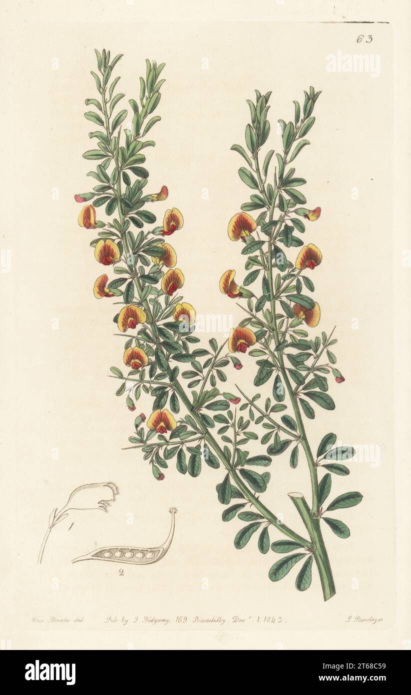 Bossiaea rufa. Native to Western Australia. Raised by nurseryman Hugh Low of Clapton. Few-leaved bossiaea, Bossiaea paucifolia. Handcoloured copperplate engraving by George Barclay after a botanical illustration by Sarah Drake from Edwards Botanical Register, continued by John Lindley, published by James Ridgway, London, 1843. Stock Photo