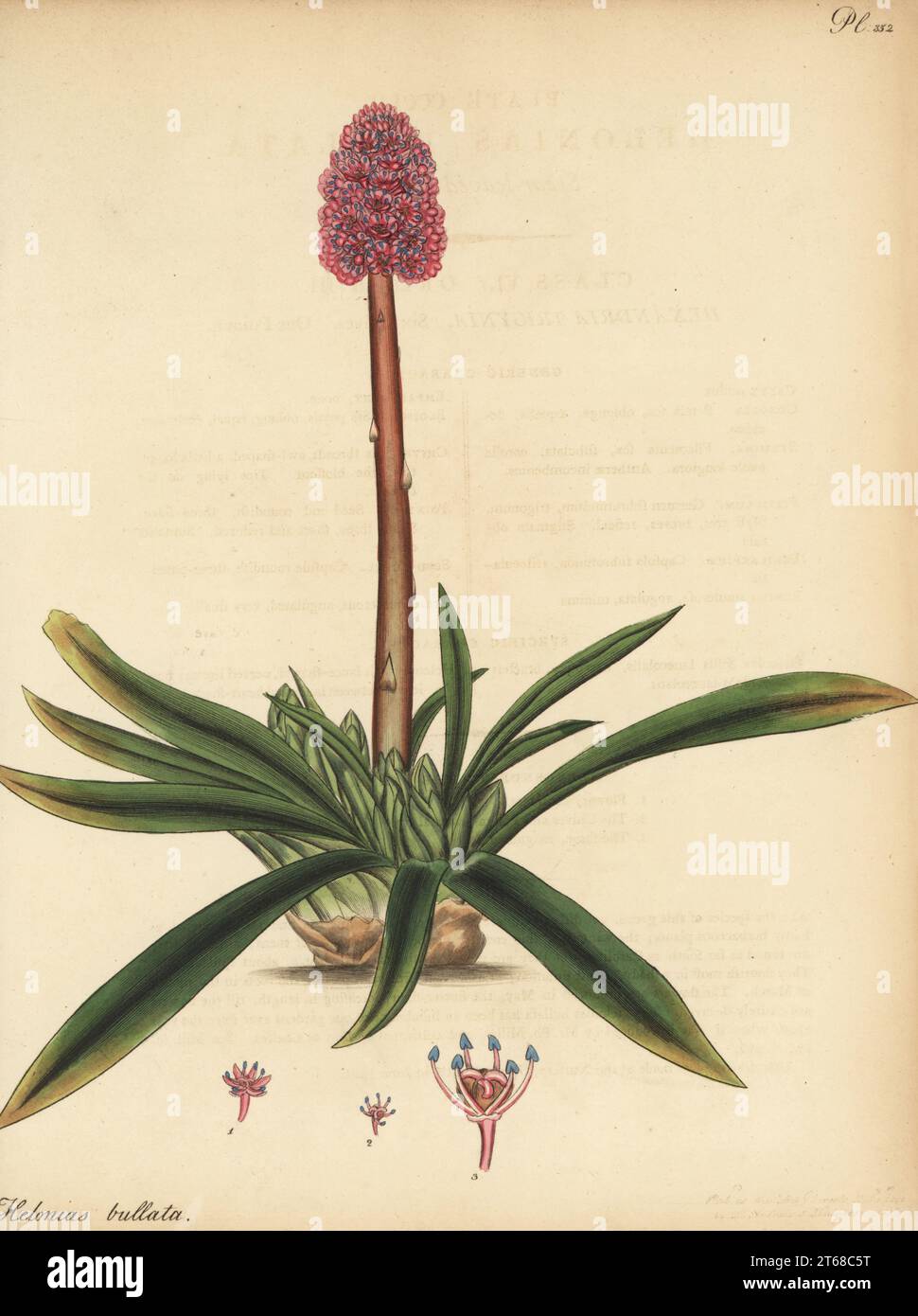 Swamp pink, or spear-leaved helonias, Helonias bullata. North America. In the Hammersmith nursery of Lee and Kennedy. Copperplate engraving drawn, engraved and hand-coloured by Henry Andrews from his Botanical Register, Volume 5, self-published in Knightsbridge, London, 1804. Stock Photo
