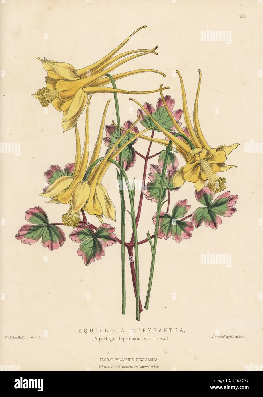 Golden columbine, Aquilegia chrysantha, native to North America, imported by James Backhouse of York. (Aquilegia leptocera var. lutea). Handcolored botanical illustration drawn and lithographed by Worthington George Smith from Henry Honywood Dombrain's Floral Magazine, New Series, Volume 2, L. Reeve, London, 1873. Lithograph printed by Vincent Brooks, Day & Son. Stock Photo