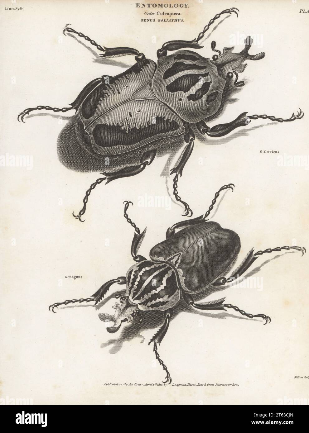 Chief goliath, Goliathus cacicus, and goliath beetle, Goliathus goliatus. Goliathus coecicus, Goliathus magnus. Copperplate engraving by Thomas Milton from Abraham Rees' Cyclopedia or Universal Dictionary of Arts, Sciences and Literature, Longman, Hurst, Rees, Orme, Paternoster Row, London, April 1, 1810. Stock Photo