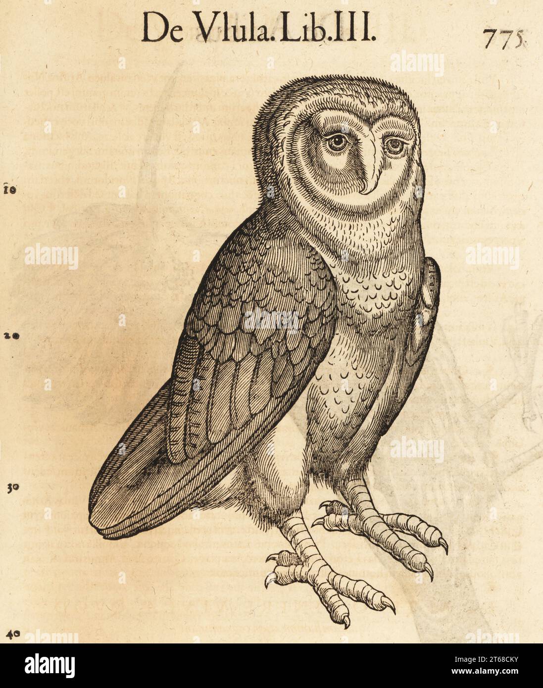 Species of owl, possibly the barn owl, Tyto alba. De Avibus, de Ulula.  Woodcut engraving after an illustration by Lucas Schan and Conrad Gessner  from Conrad Gessners Historiae Animalium, De avium natura, (, image size:1097x1390