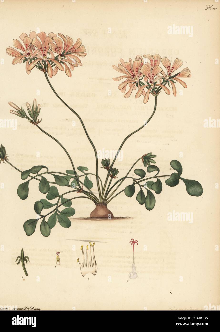 Pelargonium pinnatum. Coronilla-leaved geranium, Geranium coronillaefolium. From the Cape of Good Hope, South Africa, in the George Hibbert collection. Copperplate engraving drawn, engraved and hand-coloured by Henry Andrews from his Botanical Register, Volume 5, self-published in Knightsbridge, London, 1803. Stock Photo